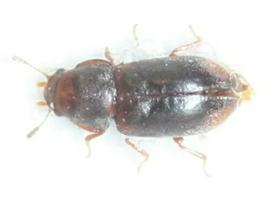 Cis reflexicollis