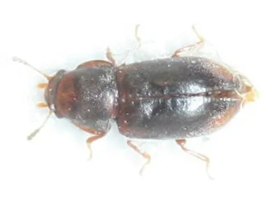 Cis reflexicollis - photo 3
