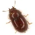 Cis rotundulus