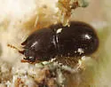 Cis rotundulus - photo 2