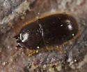 Cis rotundulus - photo 3
