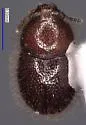 Cis rotundulus - photo 4