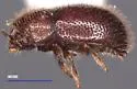 Cis rotundulus - photo 5