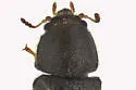 Cis striatulus - photo 3