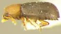 Cis versicolor - photo 2