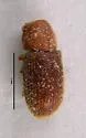 Cis versicolor - photo 3