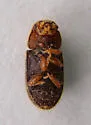 Cis versicolor - photo 4