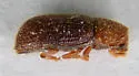 Cis versicolor - photo 5