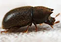 Cis vitulus