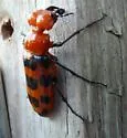 Cissites auriculata