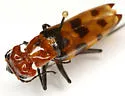 Cissites auriculata - photo 3