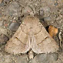 Indiscrete Cissusa Moth - Hodges#8594