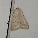 Indiscrete Cissusa Moth - Hodges#8594 - photo 2