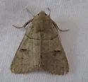 Indiscrete Cissusa Moth - Hodges#8594 - photo 3