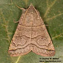 Cissusa mucronata - Hodges#8593 - photo 4
