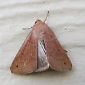 Cissusa new species - photo 2