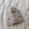 Cissusa new species - photo 3