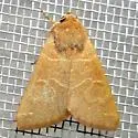 Cissusa new species - photo 4