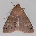 Black-dotted Brown Moth - Hodges#8592