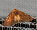 Black-dotted Brown Moth - Hodges#8592 - photo 2