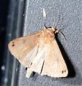 Black-dotted Brown Moth - Hodges#8592 - photo 3