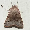Vigorous Cissusa Moth - Hodges#8596 - photo 3