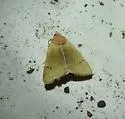 Vigorous Cissusa Moth - Hodges#8596 - photo 4