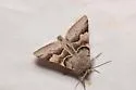 Vigorous Cissusa Moth - Hodges#8596 - photo 5