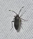 Cistalia explanata - photo 4