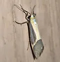 Angel Lichen Moth - Hodges#8070