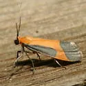 Angel Lichen Moth - Hodges#8070 - photo 2