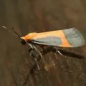 Angel Lichen Moth - Hodges#8070 - photo 3