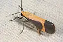 Angel Lichen Moth - Hodges#8070 - photo 5