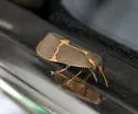 Barnes' Lichen Moth - Hodges#8074
