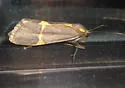 Barnes' Lichen Moth - Hodges#8074 - photo 2