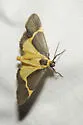 Barnes' Lichen Moth - Hodges#8074 - photo 3