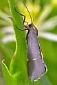 Barnes' Lichen Moth - Hodges#8074 - photo 5