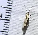 White-streaked Lichen Moth - Hodges#8073