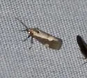 White-streaked Lichen Moth - Hodges#8073 - photo 3