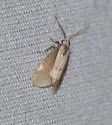 White-streaked Lichen Moth - Hodges#8073 - photo 4