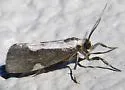 White-streaked Lichen Moth - Hodges#8073 - photo 5