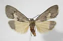 Cisthene deserta - Hodges#8063