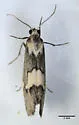 Cisthene deserta - Hodges#8063 - photo 2