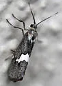 Cisthene deserta - Hodges#8063 - photo 4