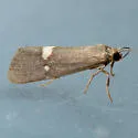 Cisthene dorsimacula - Hodges#8065