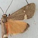 Cisthene dorsimacula - Hodges#8065 - photo 2