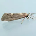 Cisthene dorsimacula - Hodges#8065 - photo 3