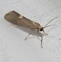 Cisthene dorsimacula - Hodges#8065 - photo 5