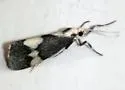 Cisthene faustinula - Hodges#8064