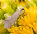 Cisthene faustinula - Hodges#8064 - photo 2